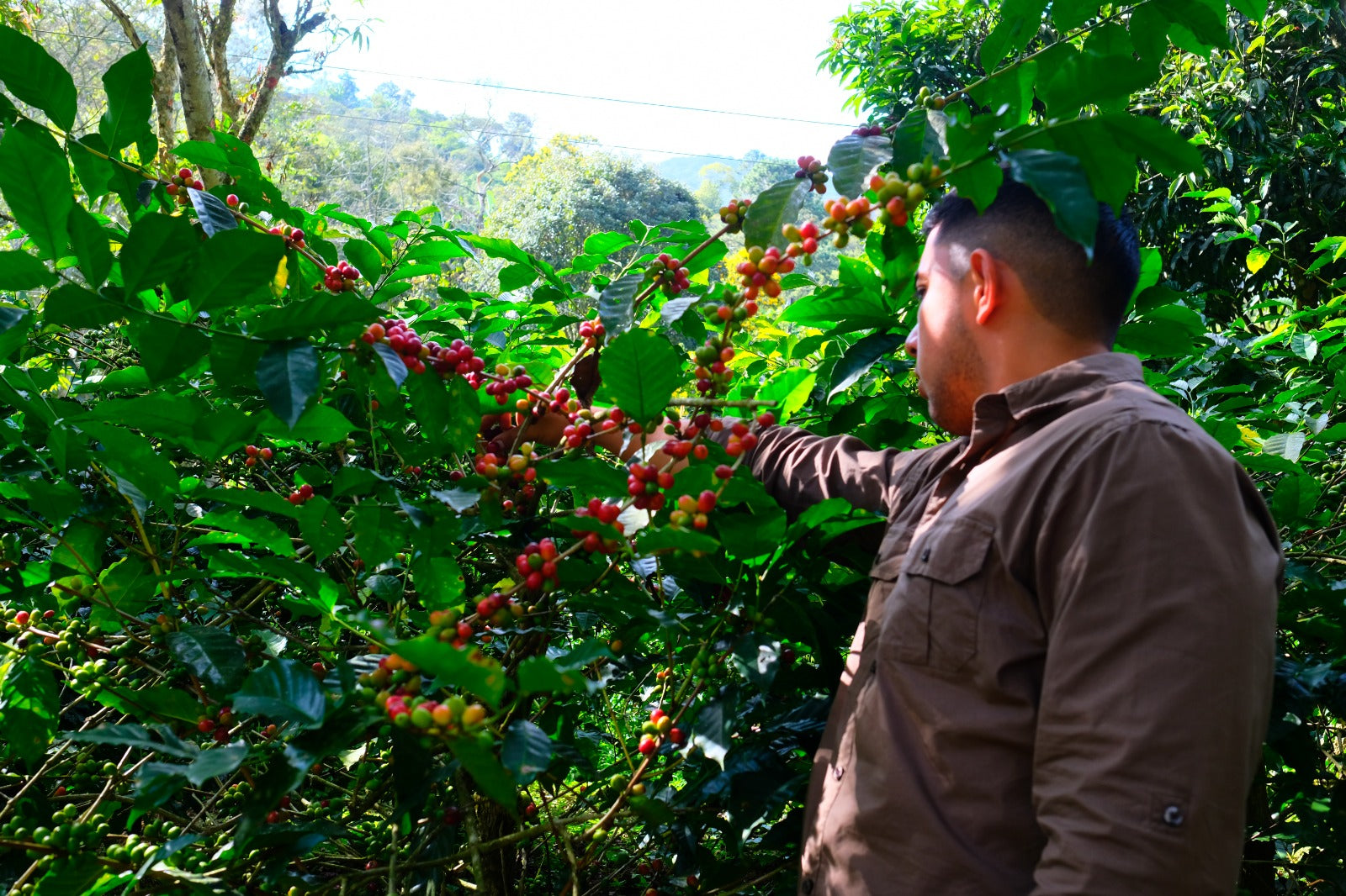 FABIO CABALLERO JR. CATUAI Whole Beans