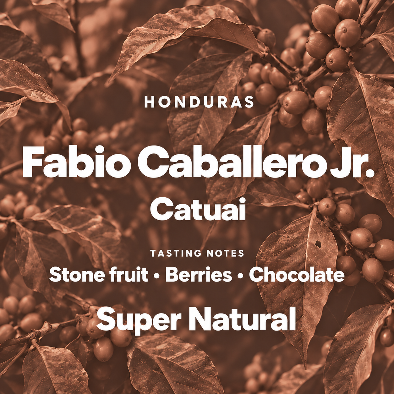 Muted clay botanical illustration for Fabio Caballero Jr. Catuai Super Natural coffee from Honduras.