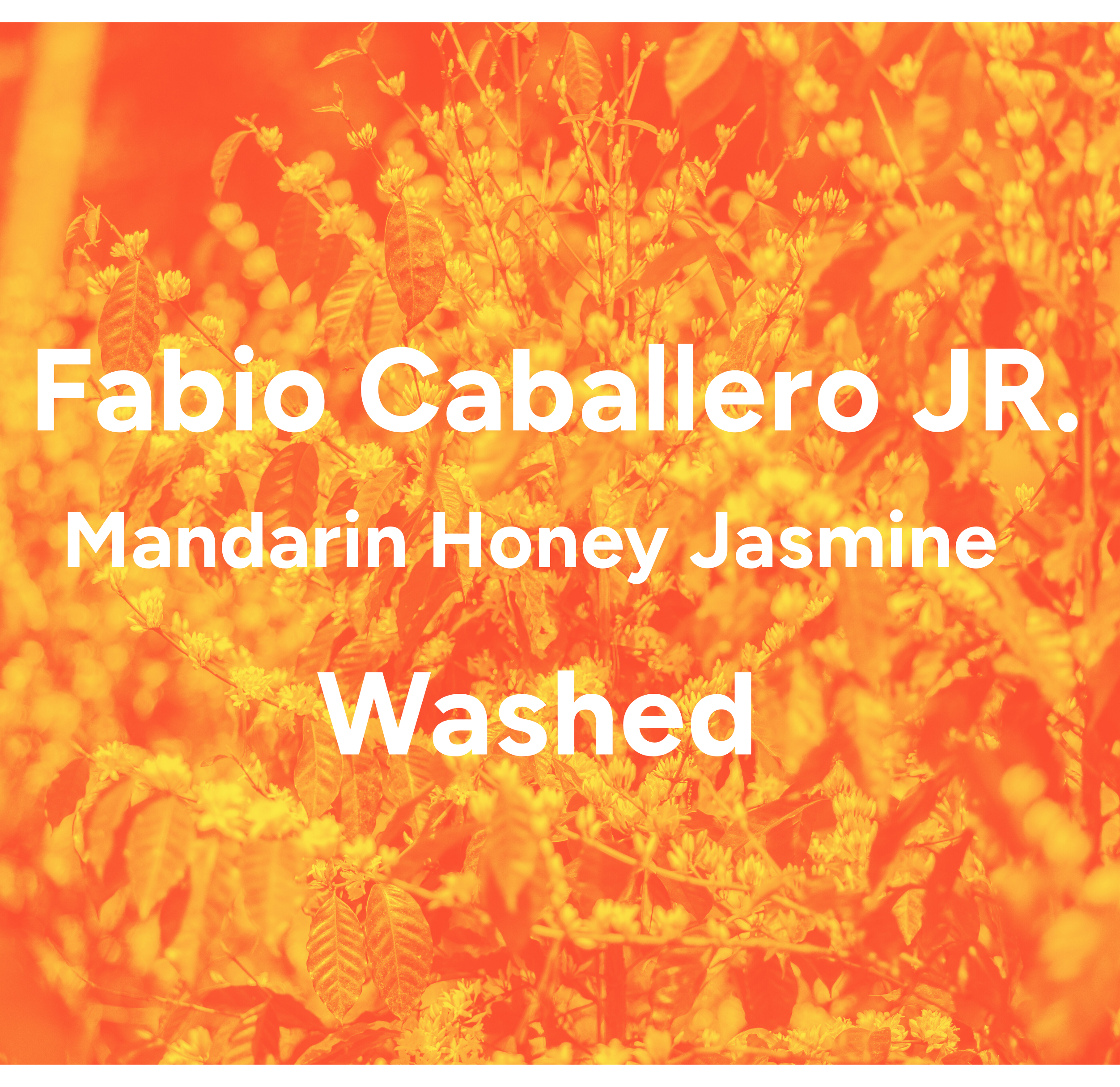 Fabio Caballero Jr. Java Washed