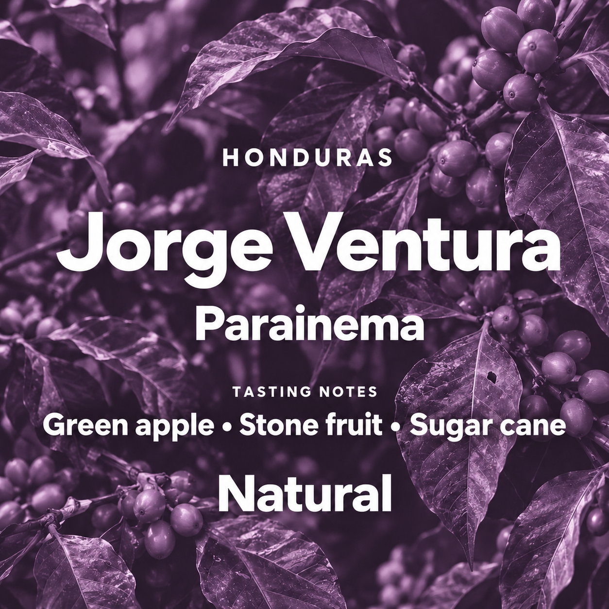 Purple botanical illustration for Jorge Ventura Parainema Natural coffee from Honduras.